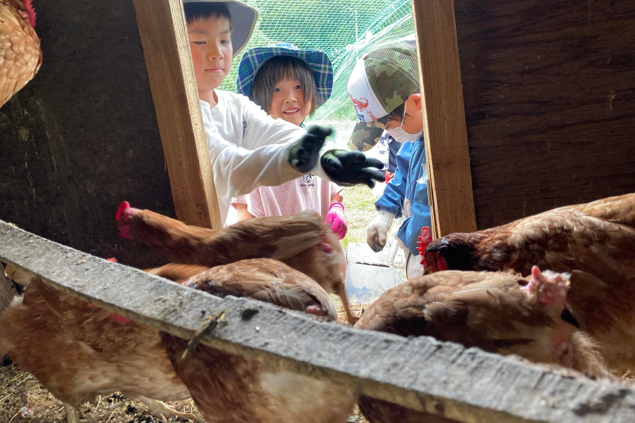 鶏と子ども達.